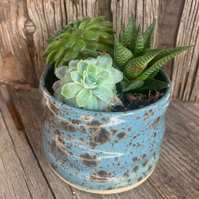 Succulent Trio in Speckled Pot