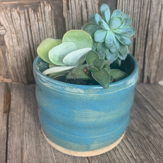 Succulent Trio in Blue/Green Pot